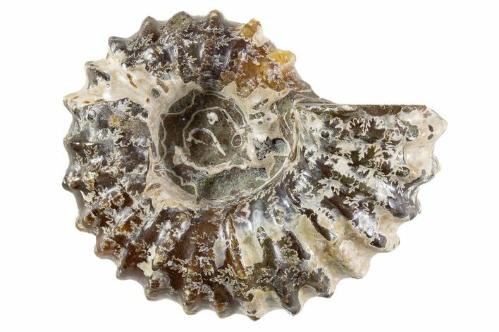 Bumpy Ammonite (Douvilleiceras) Fossil - Madagascar #343804